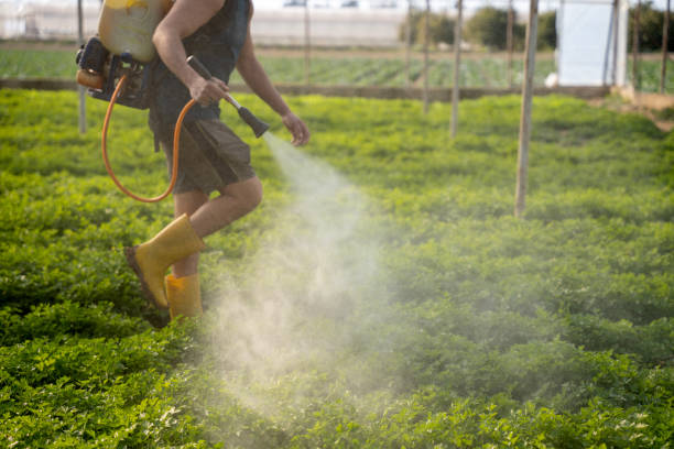 Best Mosquito Control Services  in Las Lomas, CA