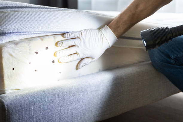 Trusted Las Lomas, CA Pest Control Experts
